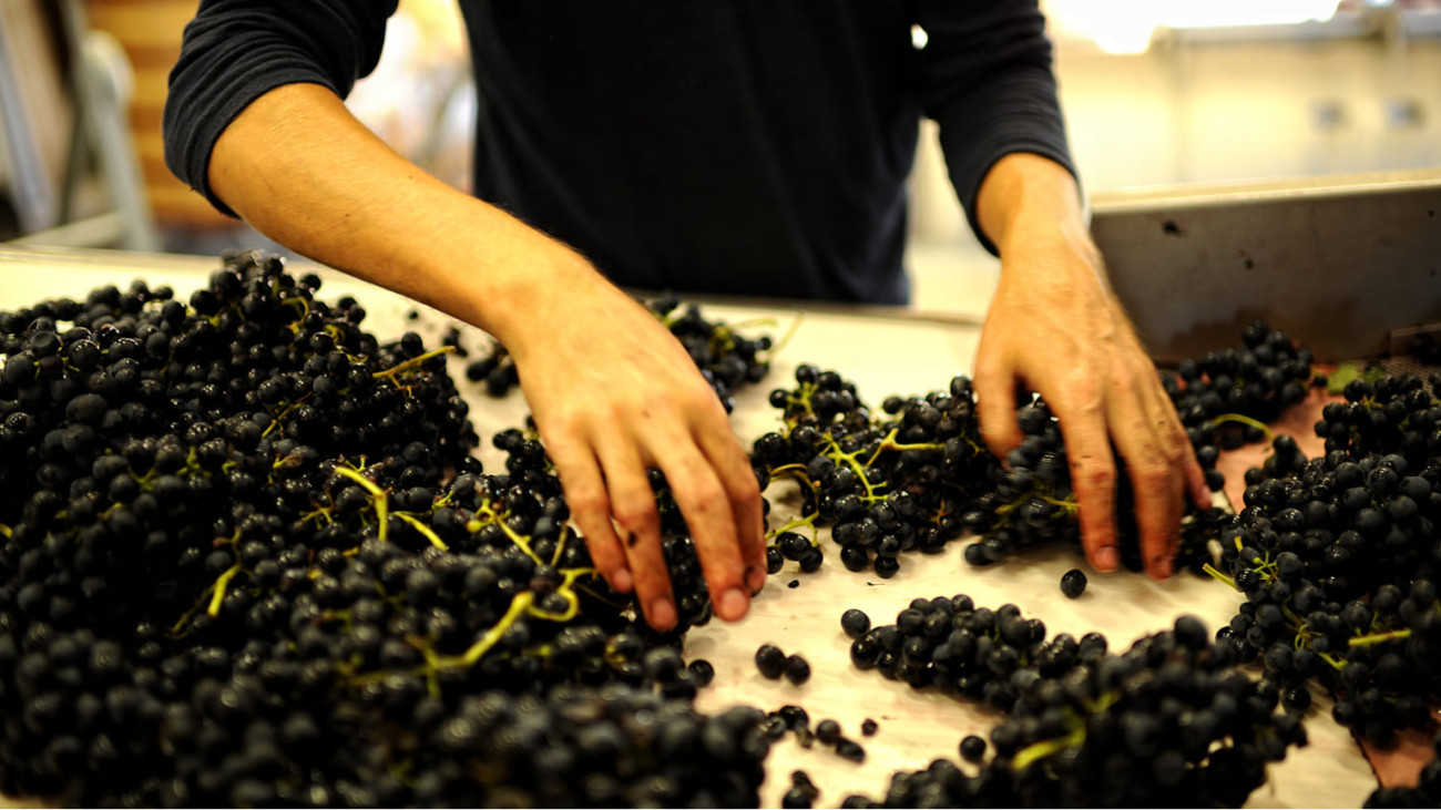 Photo of grape sorting during harvest. Tannins are found in grapes, specifically in their skins, seeds, and stems.