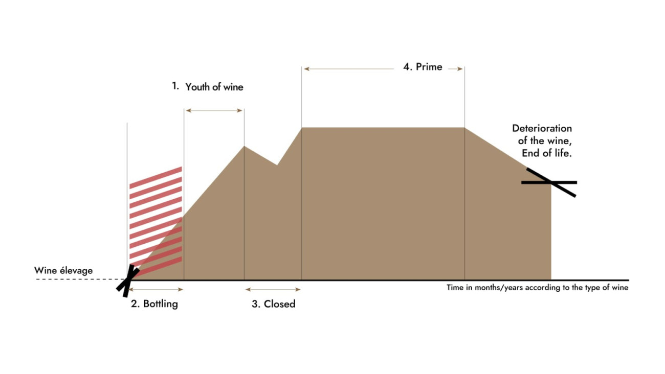 Infographic - Diagram illustrating the wine's life cycle from bottling to its peak. EuroCave article: Everything you need to know about wine aging.